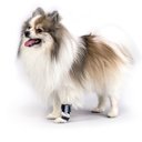 Balto Carpal/Tarsal Dog Laxity Splint, Small