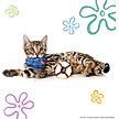Show in main carousel: SpongeBob Bikini Bottom Cat Plush Toys with Catnip, Yellow, 5-Pack slide 3 of 6