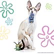 Show in main carousel: SpongeBob Plankton & Chum Bucket Cat Plush Toy with Catnip, Grey, 2-Pack slide 3 of 6