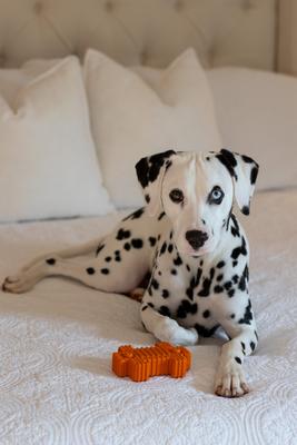 Show full view: Tugzelle Chew Chunk Dog Toy, Red slide 6 of 8