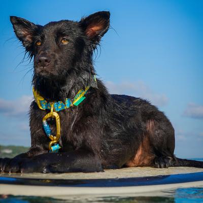 Show full view: Tuenne Geo Oceanproof Dog Leash, 6-ft long, 1-in wide, Yellow slide 3 of 7