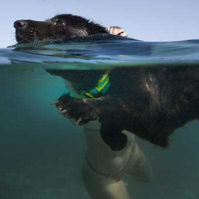 Show full view: Tuenne Geo Oceanproof Dog Collar, Yellow, Large: 28-in neck, 1-in wide slide 4 of 9