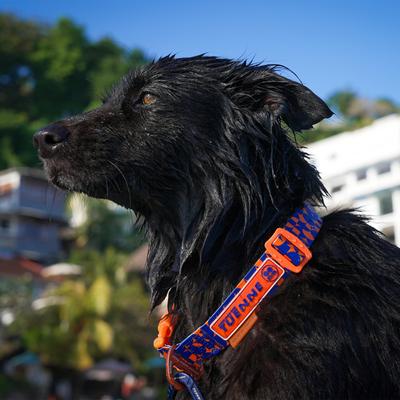 Show full view: Tuenne Geo Oceanproof Dog Collar, Orange, Large: 28-in neck, 1-in wide slide 2 of 8