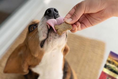 Show full view: Zignature Lamb Formula Ziggy Bars Biscuit Dog Treats, 12-oz bag slide 5 of 8