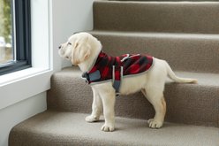 L.L.Bean Sweater Fleece Dog Coat, Buffalo Plaid, Medium slide 1 of 2