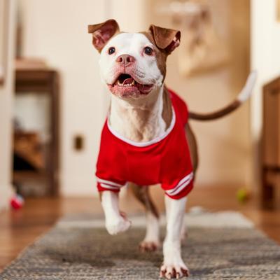 Show full view: Frisco Go Sports Dog & Cat T-Shirt, Red, Large slide 6 of 8