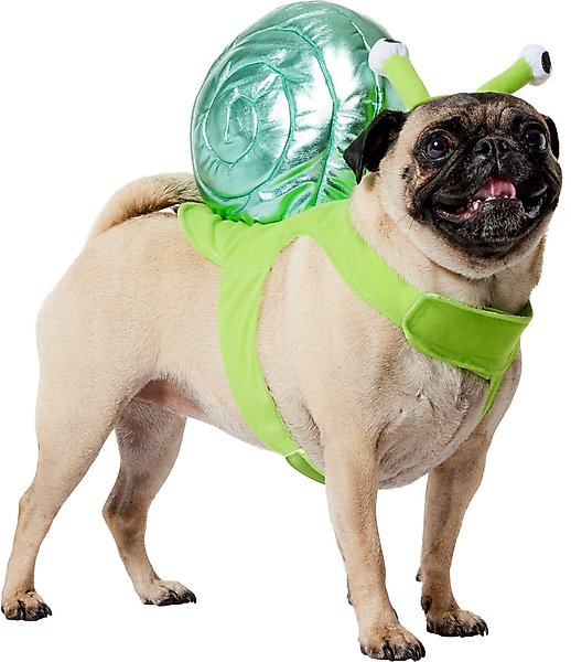 A Pug wearing a Frisco Snail Halloween costume.