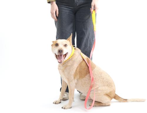 Show full view: Mimi Green Two Tone Waterproof Biothane Dog Leash, Forest/Cobalt, 6-ft long, 1-in wide slide 3 of 4