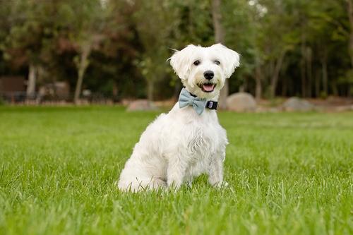 Show full view: Dog Bandana Co. Denim Dog Bow Tie, Blue, Small slide 3 of 3