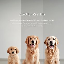 Pet Parents Washable Male & Female Dog Diapers + Extendrs, Daisy, 3 count, Large slide 2 of 7