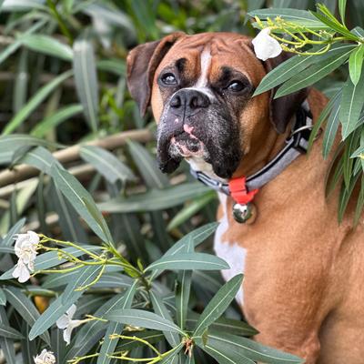 Show full view: Poochie-Pets TrailBlazin' Dog Collar Bear Bell, Orange, Large slide 6 of 7