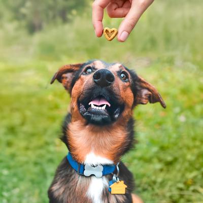 Show full view: Blue Dog Bakery Perfect Trainers Beef Soft & Chewy Dog Treats, 6-oz bag slide 6 of 10