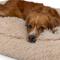 Show in main carousel: Sherry Kline Pet Collection Shaggy Fur Rectangle Dog Bed, Taupe, 30 x 42 x 4-in slide 4 of 5