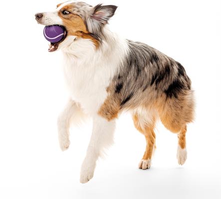 Show full view: Playology Bacon Scented Squeaky Chew Ball Dog Toy, Jumbo slide 4 of 8