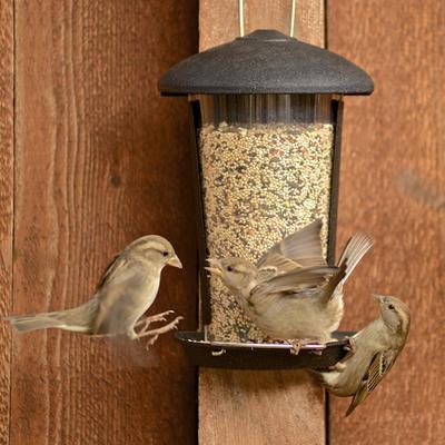 Show full view: Perky-Pet Wall & Post Mount Wild Bird Feeder, 1.1-lb slide 7 of 8