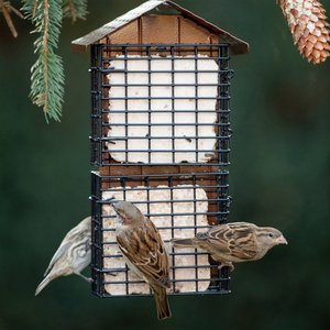 More Birds Four Cake Suet Buffet Bird Feeder