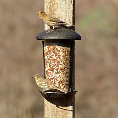 Show full view: Perky-Pet Wall & Post Mount Wild Bird Feeder, 1.1-lb slide 8 of 8