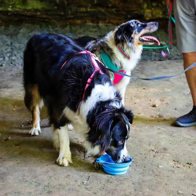 Show full view: Bergan Collapsible Travel Dog & Cat Bowl slide 3 of 9