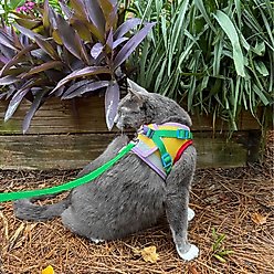 Travel Cat The True Adventurer Reflective Cat & Kitten Harness & Leash, Rainbow, Large slide 2 of 8