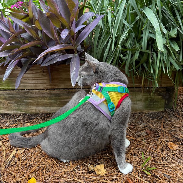 Show full view: Travel Cat The True Adventurer Reflective Cat & Kitten Harness & Leash, Rainbow, Large slide 8 of 9