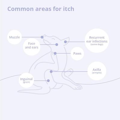 Show full view: TrizCHLOR 4 Shampoo Dogs, Cats & Horses, 16-oz bottle slide 6 of 10