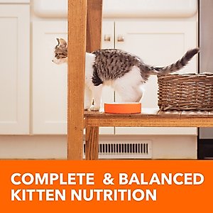 Iams Proactive Health Kitten Chicken Recipe Dry Cat Food, 16-lb bag