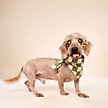 Show in main carousel: The Paws Checkmate Dog Bandana, Green, Small slide 3 of 7