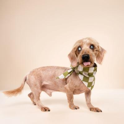 Show full view: The Paws Checkmate Dog Bandana, Green, Small slide 4 of 8