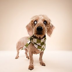 The Paws Checkmate Dog Bandana, Green, Large slide 2 of 6