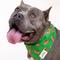 Show in main carousel: The Paws Defender Dog Bandana, Green, Small slide 3 of 5