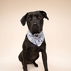 The Paws Wander Dog Bandana, Blue, Large slide 2 of 7