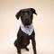 Show in main carousel: The Paws Wander Dog Bandana, Blue, Small slide 3 of 7