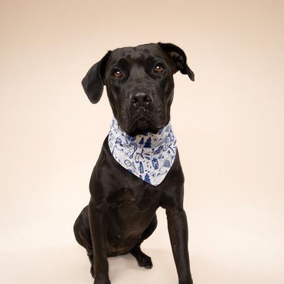 Show full view: The Paws Wander Dog Bandana, Blue, Small slide 3 of 7