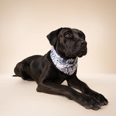 Show full view: The Paws Wander Dog Bandana, Blue, Small slide 4 of 7