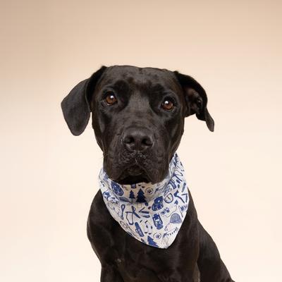 Show full view: The Paws Wander Dog Bandana, Blue, Small slide 2 of 7