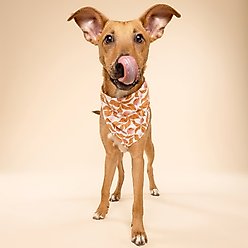 The Paws Apple Crisp Dog Bandana, Orange, Medium slide 2 of 5