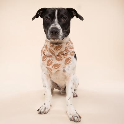 Show full view: The Paws Blitz Dog Bandana, Brown, Small slide 4 of 7