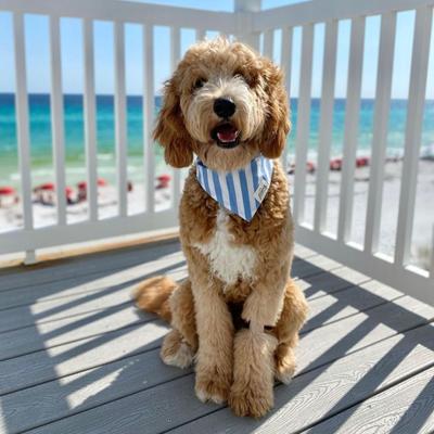 Show full view: The Paws Cabana Dog Bandana, Blue, Small slide 2 of 5