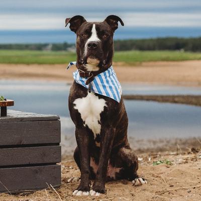 Show full view: The Paws Cabana Dog Bandana, Blue, Small slide 3 of 5