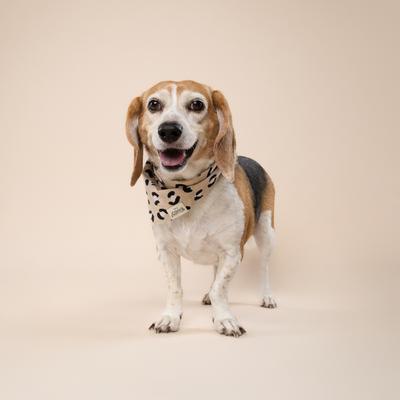 Show full view: The Paws Urban Dog Bandana, Beige, Small slide 3 of 6