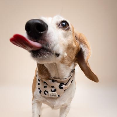 Show full view: The Paws Urban Dog Bandana, Beige, Small slide 4 of 6