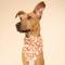 Show in main carousel: The Paws Apple Crisp Dog Bandana, Orange, Small slide 2 of 5