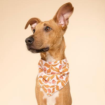 Show full view: The Paws Apple Crisp Dog Bandana, Orange, Small slide 2 of 5