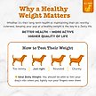 Show in main carousel: Zesty Paws Vet Strength Weight Management Bites Chicken Flavored Chew Supplement for Dogs, 90 count slide 5 of 8
