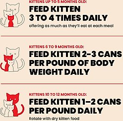 Almo Nature HQS Natural Chicken Recipe Kitten Canned Cat Food, 2.47-oz can, case of 24 slide 2 of 8