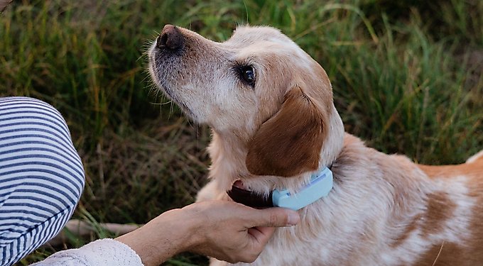 Tractive Dog GPS Tracker with Activity Monitoring