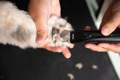 Wahl Fidela Cordless Dog Trimmer Kit, Black slide 2 of 9