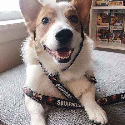 Show full view: Buckle-Down Disney Dug Poses Squirrel Polyester Dog Leash, Brown, 6-ft long, 1-in wide slide 7 of 7