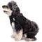 Show in main carousel: The Worthy Dog Sidekick Dog Harness, Black, Large: 21 to 24-in chest slide 3 of 4