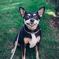 The Worthy Dog Cheetah Dog Collar, Beige, Small: 8 to 14-in neck, 5/8-in wide slide 2 of 4